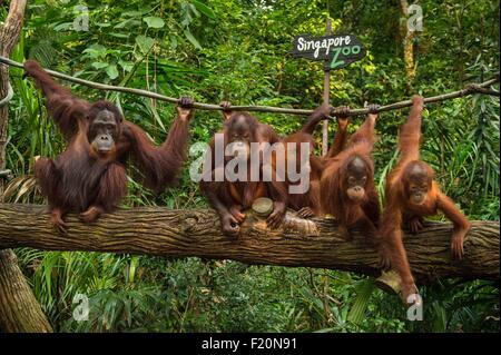 Singapore, il Giardino Zoologico di Singapore, Mandai Zoo, orangutan (Pongo borneo) Foto Stock