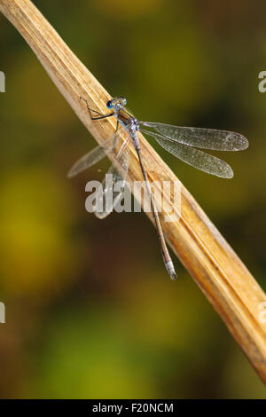 Adulto Damselfly Smeraldo (Lestes sponsa) si stabilirono con ali stese su una foglia morta Foto Stock