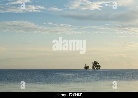 Indonesia, Lesser Sunda Islands, Isola Alor, Deere Beach, alberi di mangrovia in mezzo all'acqua. Foto Stock