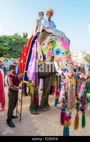 India Rajasthan, Jaipur, brahman nozze indù, arriva lo sposo sul retro dell'elefante Foto Stock