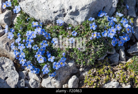 Eritrichium nanum. Miosotide nano. Foto Stock