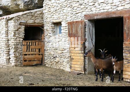 Francia, Vaucluse, Le Beaucet, formaggio di capra produttore Foto Stock