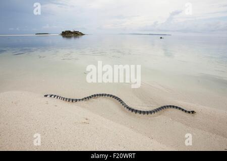 Indonesia, Maluku provincia, Est Seram, Grogos isola, nastrati sea krait o giallo-mare a labbro krait (Laticauda colubrina) andando al mare Foto Stock