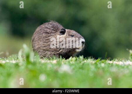 Coypu, Nutria (Myocastor coypus), Giovani Foto Stock