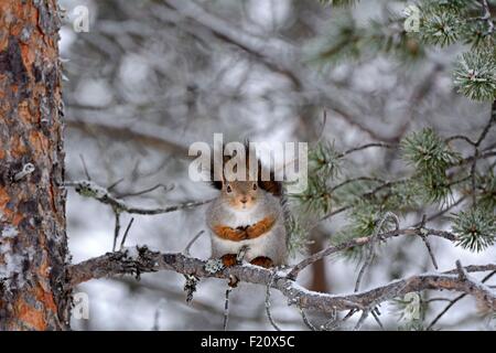 La Finlandia, la Lapponia Saariselka, gli scoiattoli rossi appollaiato su un albero in inverno Foto Stock