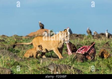 Kenya, Masai-Mara Game Reserve, Lion (Panthera leo), femmina e molto giovane cub mangiare Foto Stock