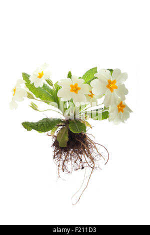 Tutta la primula vulgaris primrose impianto su sfondo bianco tagliato fuori Foto Stock