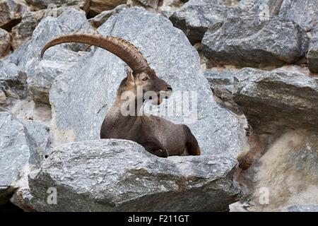 Austria, Tirolo, Innsbruck, Alpenzoo, stambecco (Capra ibex) Foto Stock