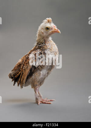 Un adolescente comose chick stand su sfondo grigio Foto Stock