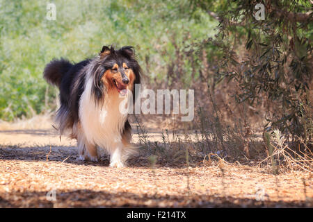 In marcia verso il nero collie. Happy dog in estate il sole. Foto Stock