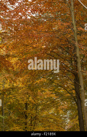 Colore di autunno alberi vicino a Selkirk,frontiere,Scozia,UK, Foto Stock