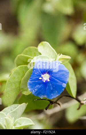 Loreto, Baja, Messico. Immagine dettagliata di un fiore blu con le goccioline di acqua su di esso. Foto Stock