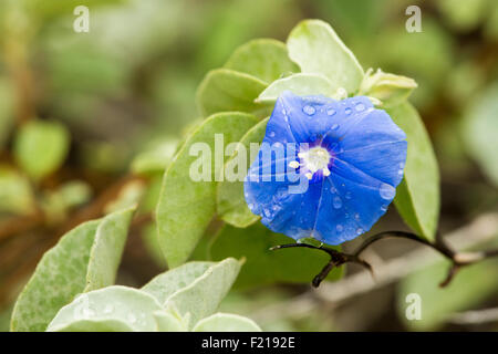 Loreto, Baja, Messico. Immagine dettagliata di un fiore blu con le goccioline di acqua su di esso. Foto Stock