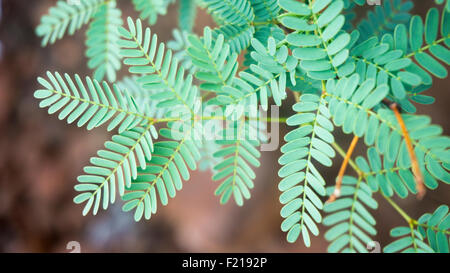 Loreto, Baja, Messico. Immagine dettagliata di foglie di pianta. Foto Stock