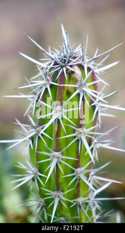 Loreto, Baja, Messico. Dettagliato, chiudere l immagine di un cactus. Foto Stock