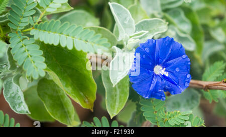 Loreto, Baja, Messico. Immagine dettagliata di un fiore blu con le goccioline di acqua su di esso. Foto Stock