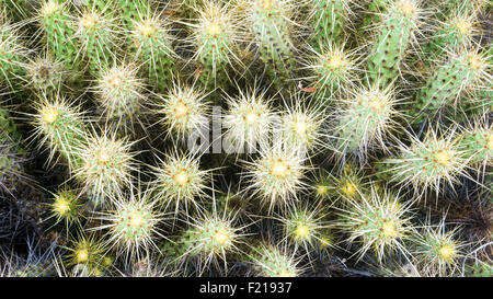 Loreto, Baja, Messico. Immagine dettagliata di cactus. Foto Stock