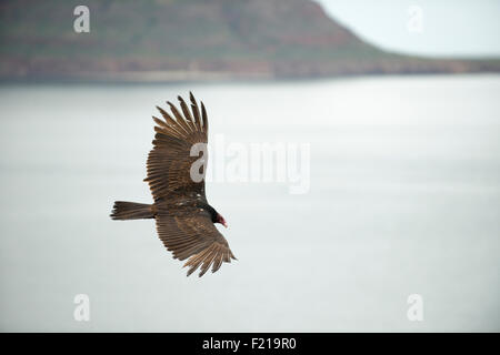 Loreto, Baja, Messico. Immagine dettagliata di un uccello volare attraverso il cielo. Foto Stock