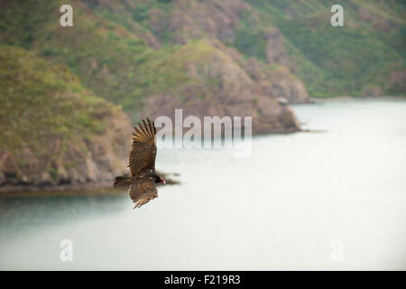 Loreto, Baja, Messico. Immagine dettagliata di un uccello volare attraverso il cielo. Foto Stock