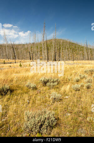 Paesaggio di ricrescita del Parco Nazionale di Yellowstone forest fire. Foto Stock