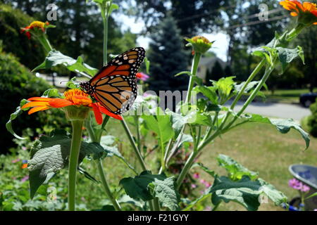 Farfalla monarca sul girasole messicano nel giardino di casa Foto Stock
