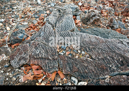 Close up stromatolites & oncolites record fossile in Otavi Mountainland Namibia settentrionale Foto Stock