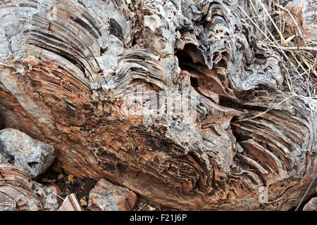 Close up stromatolites & oncolites record fossile in Otavi Mountainland Namibia settentrionale Foto Stock