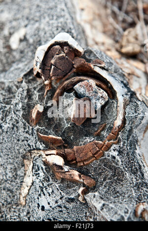 Close up stromatolites & oncolites record fossile in Otavi Mountainland Namibia settentrionale Foto Stock