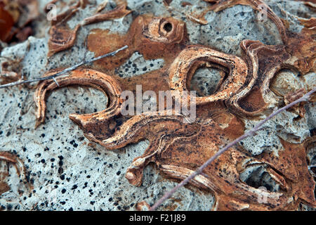 Close up stromatolites & oncolites record fossile in Otavi Mountainland Namibia settentrionale Foto Stock