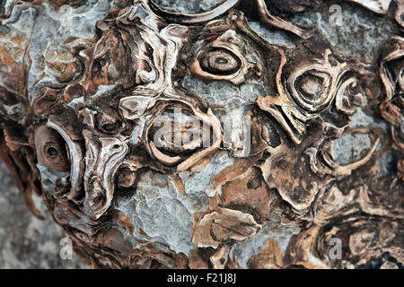 Close up stromatolites & oncolites record fossile in Otavi Mountainland Namibia settentrionale Foto Stock