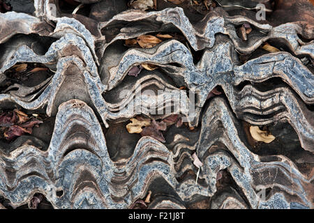 Close up stromatolites & oncolites record fossile in Otavi Mountainland Namibia settentrionale Foto Stock