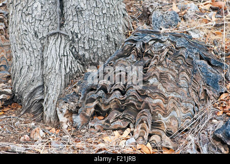 Close up stromatolites & oncolites record fossile in Otavi Mountainland Namibia settentrionale Foto Stock