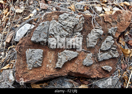 Close up stromatolites & oncolites record fossile in Otavi Mountainland Namibia settentrionale Foto Stock