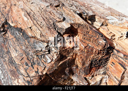 Foresta pietrificata campioni nella foresta pietrificata monumento nazionale di Damaraland Namibia. Foto Stock