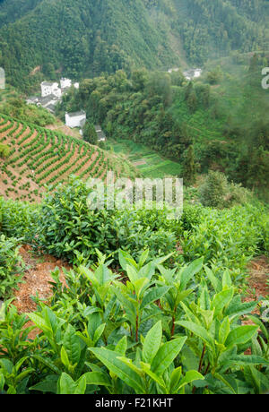 A schiera di piantagioni di tè in provincia di Anhui con aziende nella valle lontana, vicino gialle di montagna, Huangshan, Cina e Asia Foto Stock