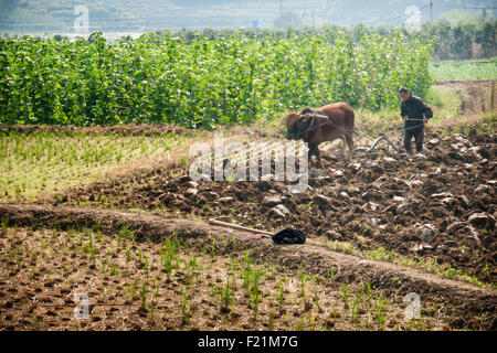 Contadino con il bufalo d'acqua arare un campo di riso, Chengkan village, Cina e Asia Foto Stock