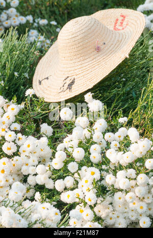 Donna asiatica raccolta Chrytanthenumums Bianco nel campo, provincia di Anhui, Cina e Asia Foto Stock