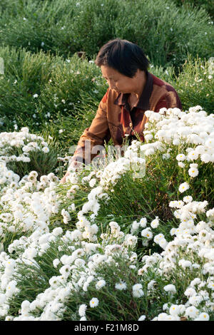 Donna asiatica raccolta Chrytanthenumums Bianco nel campo, provincia di Anhui, Cina e Asia Foto Stock