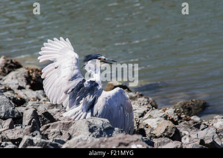 Questo nitticora ha appena sbarcati su un nuovo spot lungo le sponde rocciose del San Leandro Marina. Foto Stock