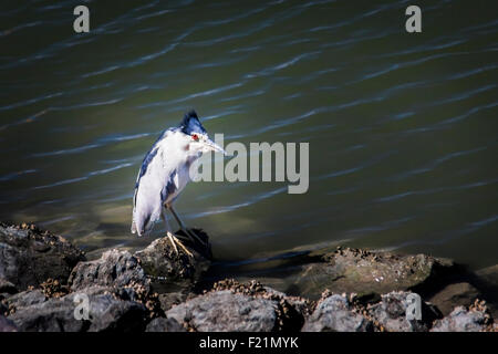 Una nitticora con il suo 'corona' piume increspato dai venti da ovest. San Leandro Marina sulla Baia di San Francisco. Foto Stock