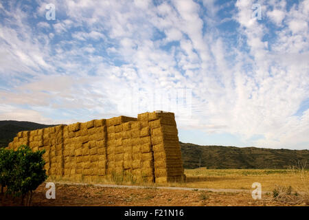 Balle di fieno in un campo di fattoria Foto Stock