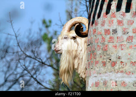 Una delle Capre Saanen sulla torre a Fairview wine estate, Paarl, Cape Winelands, Sud Africa . Foto Stock