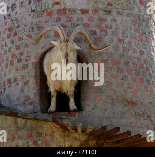 Una delle Capre Saanen sulla torre a Fairview wine estate, Paarl, Cape Winelands, Sud Africa . Foto Stock