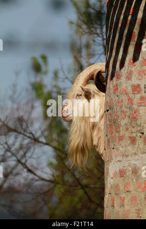 Una delle Capre Saanen sulla torre a Fairview wine estate, Paarl, Cape Winelands, Sud Africa . Foto Stock