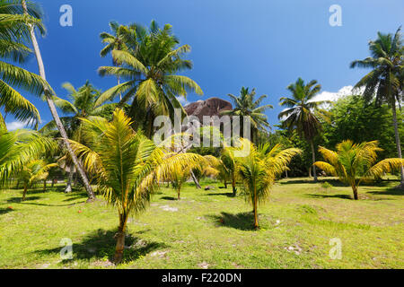 Le palme nel parco nazionale sull'isola di La Digue e le Seicelle. Foto Stock
