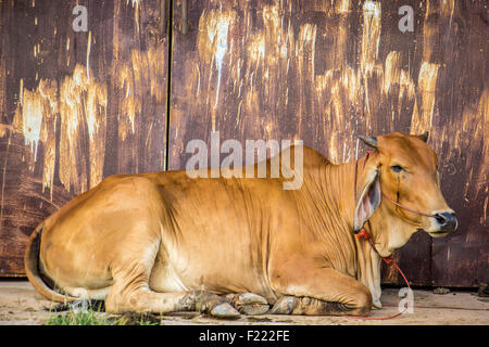 Agricoltura australia sei vacche marrone in corral sul ranch di bestiame costituiscono per la fotocamera Foto Stock