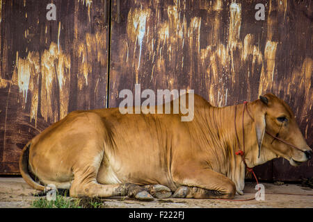 Agricoltura australia sei vacche marrone in corral sul ranch di bestiame costituiscono per la fotocamera Foto Stock