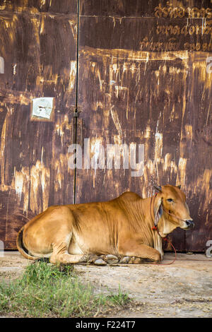 Agricoltura australia sei vacche marrone in corral sul ranch di bestiame costituiscono per la fotocamera Foto Stock