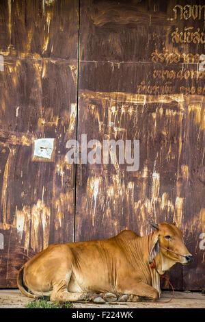 Agricoltura australia sei vacche marrone in corral sul ranch di bestiame costituiscono per la fotocamera Foto Stock
