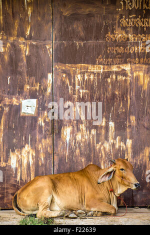 Agricoltura australia sei vacche marrone in corral sul ranch di bestiame costituiscono per la fotocamera Foto Stock
